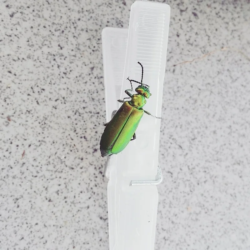 Jak pozbyć się robaków na suficie? Sprawdź skuteczne metody