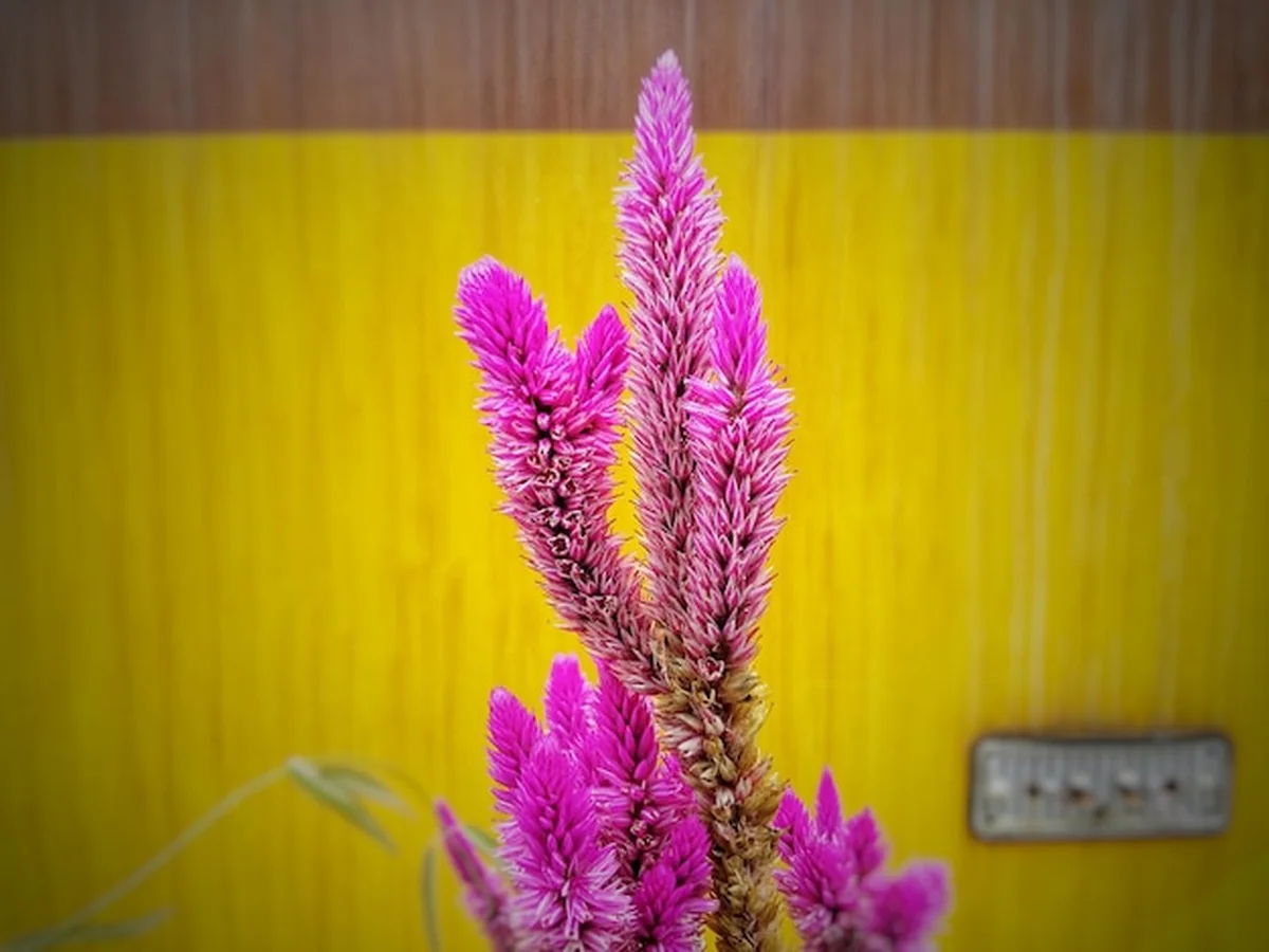 Zbliżenie fioletowego kwiatu