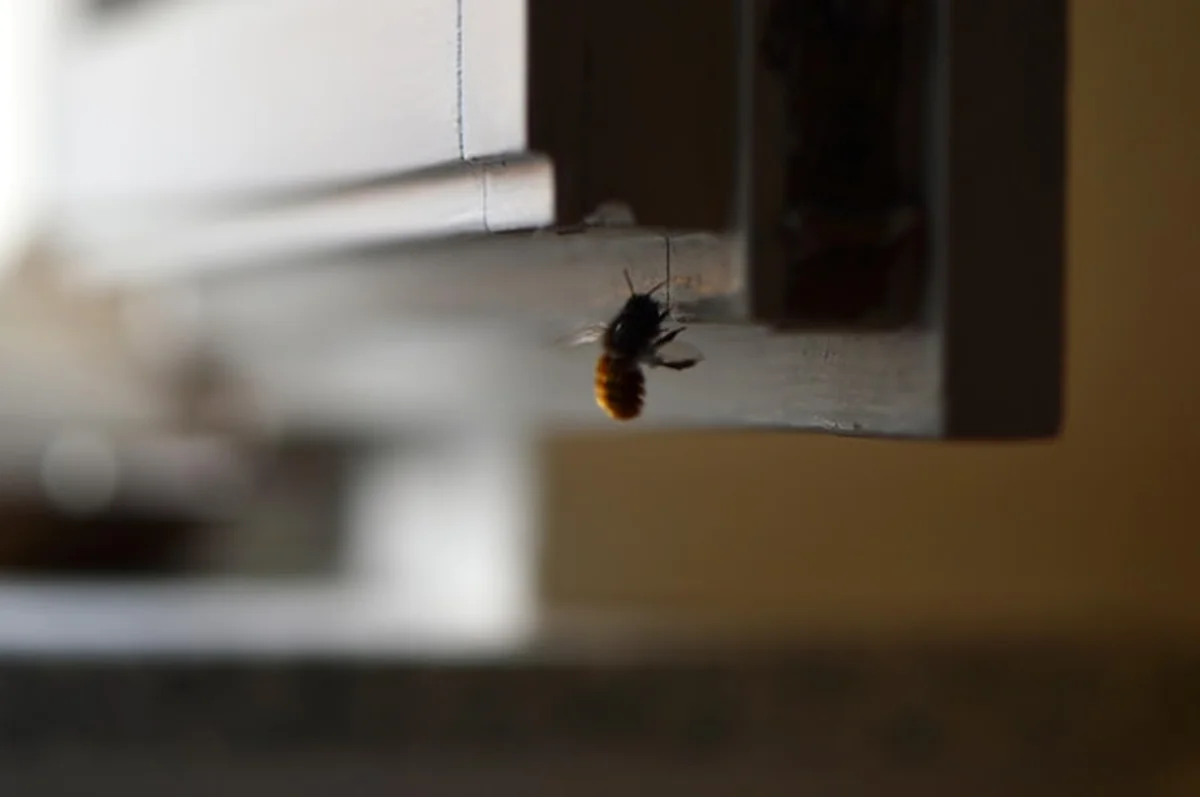 Zbliżenie żywiaka chlebowca w domu