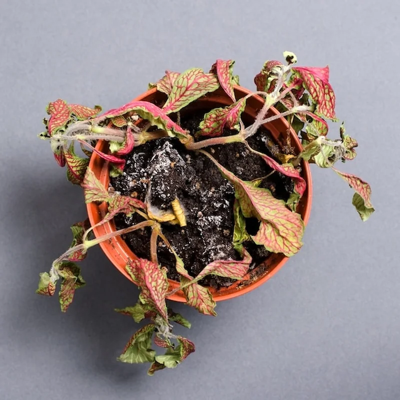 Osad wapienny w doniczce – jak go usunąć? Porady dla ogrodników